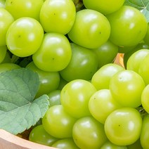 크기 소과 지역 랜덤 경산샤인머스켓 4kg 보관 묘목, 1, 본상품선택