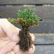 테라리움식물 애기부처손 50벌브(3년생 자생)/비바리움 팔루다리움 DIY재료