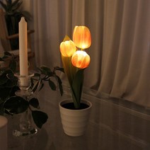 피치베리 후르츠 튤립 LED 무드등