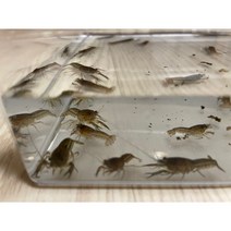 미스테리가재 마블가재 폭풍번식 단성생식 개인사육 (3~5cm), 치가재(3~5cm)+생물포장