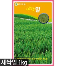 대용량 새싹 밀 씨앗 1kg - 새싹밀 밀씨앗 씨 새싹밀 새싹씨 새싹씨앗 새싹채소 채소 샐러드, 02_다농_새싹보리(1kg)