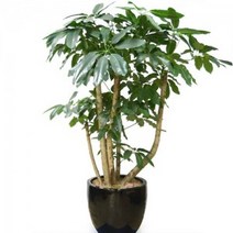 홍콩대엽 대엽홍콩 (pb-0517)[개업화분/축하/사무실이전]