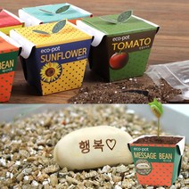 미니 씨앗 화분세트 메세지콩 키우기쉬운 식물키트, 단품