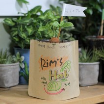 파라솔그림봉투화분 스위트바질 묘정-72394EA, 본상품선택