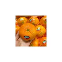 제주도 제주 레드향 3kg 선물용 대과