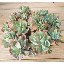 [수암다육] 러우 Echeveria Luella 다육 다육이 다육식물 국민다육 297, 1개