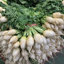 원동FS 국내산 초롱무 1단(2.5kg내외)