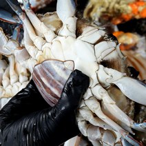 [산지직송] 빙장포장 연평도 활 알배기 암꽃게, 3kg (12~18미)
