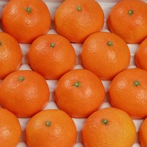 하우스 고당도 천혜향 [예성상회] 실중량, 천혜향 선물용 3KG 대과 [7~11수]