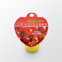 미니 방울토마토키우기 / 토마토씨앗 화분 식물재배세트, 48830) 방울토마토