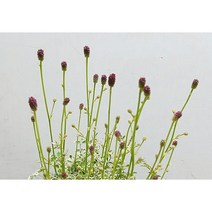 무늬 오이풀 - 화산석부작 야생화 다년생