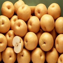 [ 정가네 ]정성담은 아삭달콤 가정용 배 선물용 배 7.5kg 15kg, 가정용 배 5kg/10과내외, 1개