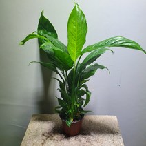 [나인에잇틴]롱스파트필름 공기정화식물 32