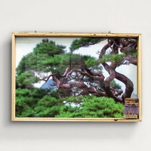 [바보사랑] 우드프레임액자_굳건한풍수소나무, 타입선택:2.장수