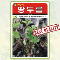 땅두릅 씨앗 100립 독활 나물 산나물 약초 종자 씨 봄 여름 가을 땅두릅씨 AR