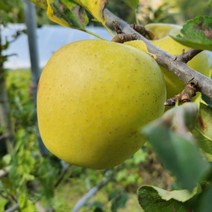 문경사과 황금사과 5kg 선물용 19-21과 문경새재사과 문경약돌사과 주흘산사과, 상세페이지 참조