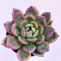 [나애다육] 샴페인(묵은둥이) (69-1010)