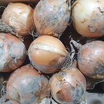 햇양파 자색양파 최상품 특상사이즈 2kg 4kg 9kg 15kg 무안양파 반찬 양파즙, 일반양파 15kg 특상사이즈/최상품