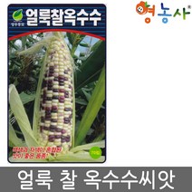 얼룩이찰옥수수씨앗 70립 옥수수씨앗 얼룩 찰 씨앗, 얼룩이찰옥수수