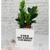 [메세지화분] 아무말대잔치 축하선물 개업 승진 커플 기념일 공기정화식물 자유문구, 정사각_중형, 금전수