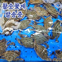 산지직송 서해안 활 꽃게, 활꽃게_2kg, 1개