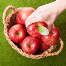[달농]햇 부사 사과 경북 가정용 흠집 꿀사과, 부사사과 5kg 대과(10-14과내외)