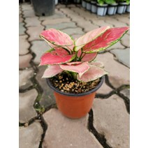 15~35cm 49 아글레오네마 지리홍 소품