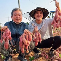 최가네 직접키운 영암 세척 꿀고구마 베니하루카, [세척] 햇 꿀고구마, 못난이 고구마 [혼합], 5kg, 1개