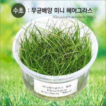 자연과사람 무균 배양수초 미니 헤어그라스, 1컵