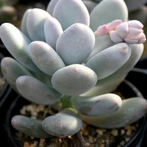 홍미인 예쁜다육 랜덤 1204-02, 단품