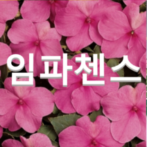 임파첸스(대즐러 딥핑크)씨앗(1000립) 1봉