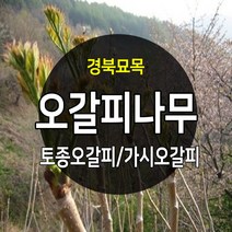 [경북농원] 가시오갈피묘목 토종 가시없는 민오갈피, 가시오갈피묘목 2년생