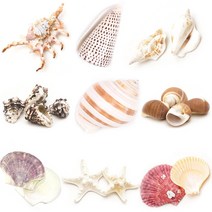 조개껍질 고둥 소라 불가사리 껍데기모음, 21 불가사리-小 [30입]