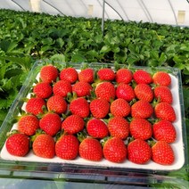 최상급 산지직송 설향딸기, 왕특(20구 750g)