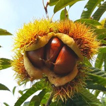 (2021년 수확) 공주 정안 알밤 생밤 생율 햇밤 특 2kg 4kg