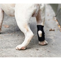 커버풀 강아지슬개골보호대 1p, M