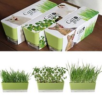 화단꾸미기 고양이잎 캣그라스 캣닢 DIY키트, 본상품선택, 캣잎