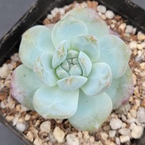 꽃다리 오렌지먼로 90 다육식물 다육이 아이만배송