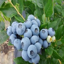 착한가격 나무생각/블루베리(블루레이)/5~6년생/결실주, 주