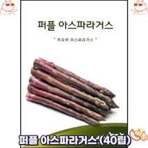 퍼플 아스파라거스 (40립)