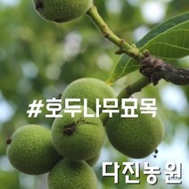 [다진농원] 호두나무묘목 최상품 판매