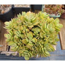 늘꽃다육 머니메이커금 군생 분체배송. 키우기쉬운국민다육 다육식물 다육 다육이 화분, 1개