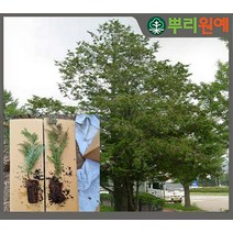 [뿌리원예] 편백 편백나무 묘목 - H1.0/포트