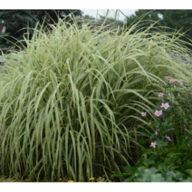 그라스 딕시랜드[1포트], 1개