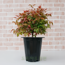 도희씨네 정원>> 오색남천 소스락 남천 미니남천 350″ class=”wr-img”></a></div></div></div></div><div class=