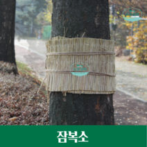 잠복소 나무동해방지 볕짚 벼짚 보온덮개 나무보온재 섬피 짚방풍막 월동 볏짚 준비 판매 볃집
