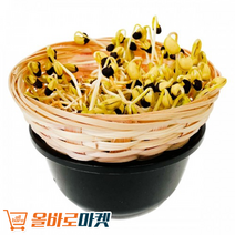 어린이 관찰일지 국산 콩 콩나물 키우기 체험 KIT