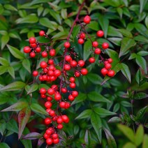 자연농원 남천 (울타리나무) 5주 묶음, 남천 분묘(0.6~0.8cm ) 5주묶음, 1개