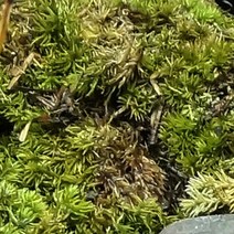 비단이끼 손바닥크기, 단품