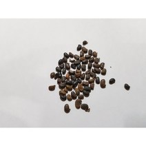 아카시아나무씨앗50g(2000립)